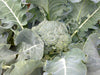 Broccoli Italian Green Sprouting Seeds