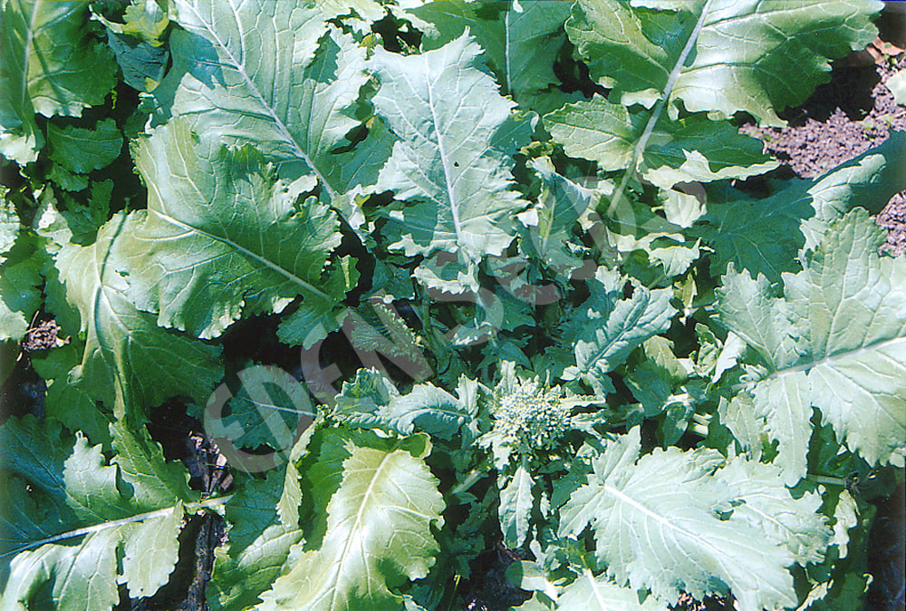 Broccoli Spring Raab Seeds