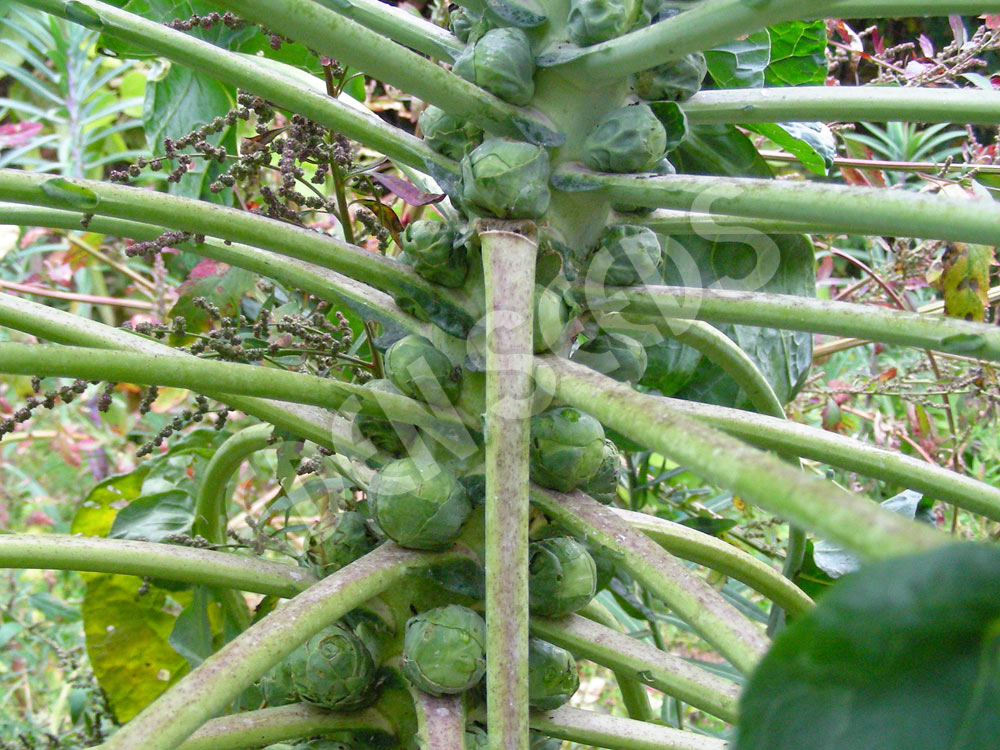 Brussels Sprouts Long Island Improved Seeds