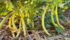 Bean Bush Sex Without Strings Seeds