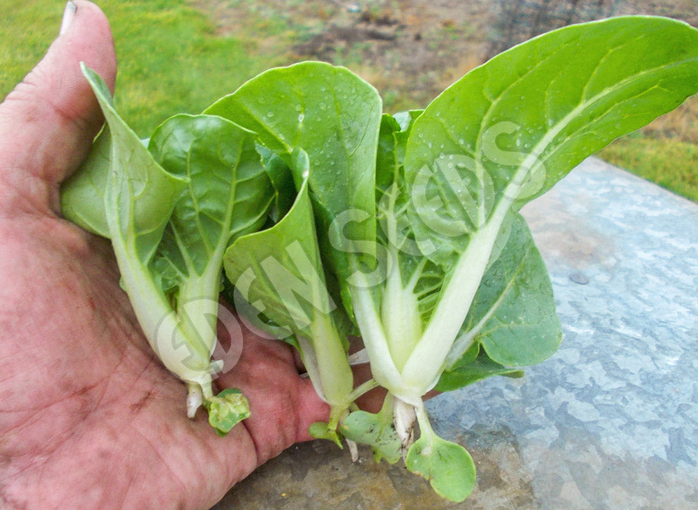Cabbage Chinese Pak Choy Extra Dwarf Seeds