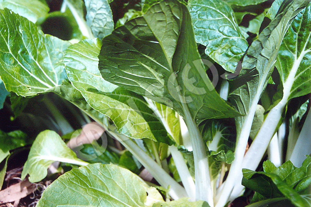 Cabbage Chinese Bok Choi Taisai Organic Seeds