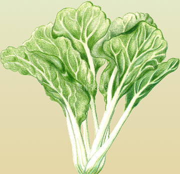 Cabbage Chinese Bok Choi Baby Choi Organic Seeds