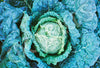Cabbage D'Aubervilliers Seeds