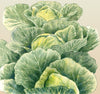 Cabbage Golden Acre Seeds