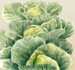 Cabbage Golden Acre Seeds
