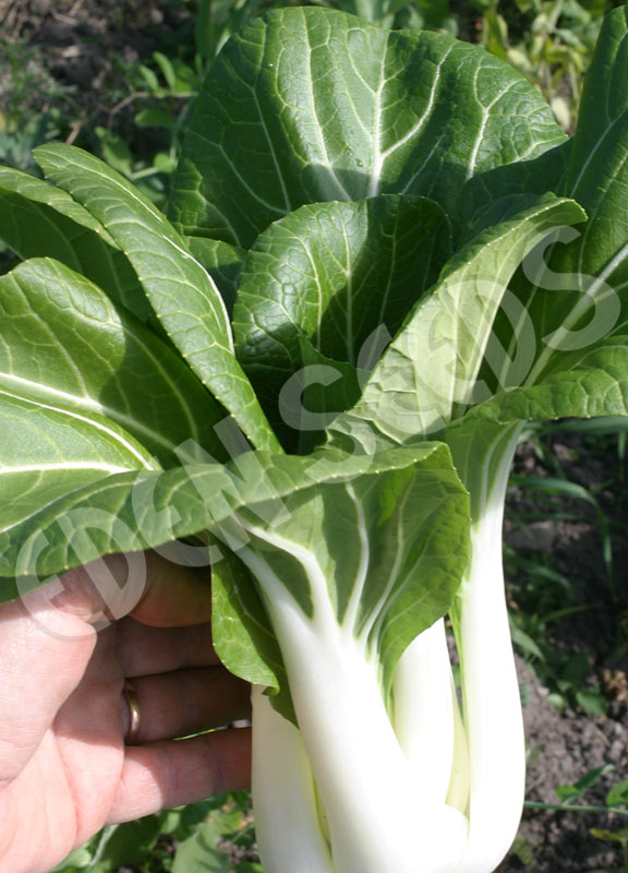 Cabbage Chinese Pak Choi Kwang Moon White Stem Seeds