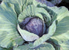 Cabbage Red Express Organic Seeds