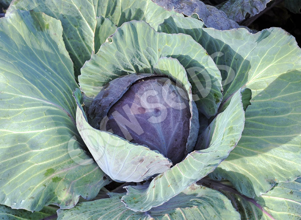Cabbage Red Express Organic Seeds