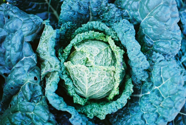 Cabbage Savoy Drumhead Perfection Seeds