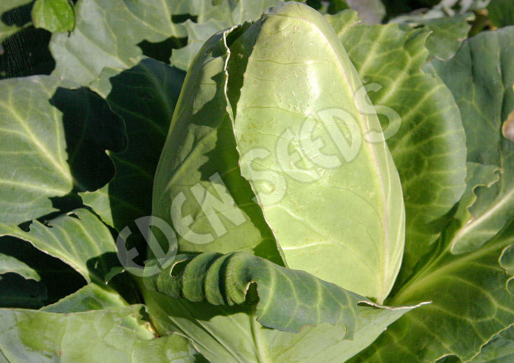 Cabbage Sugarloaf Early Jersey Wakefield Seeds
