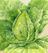 Cabbage Sugarloaf Cuor Di Bue Seeds
