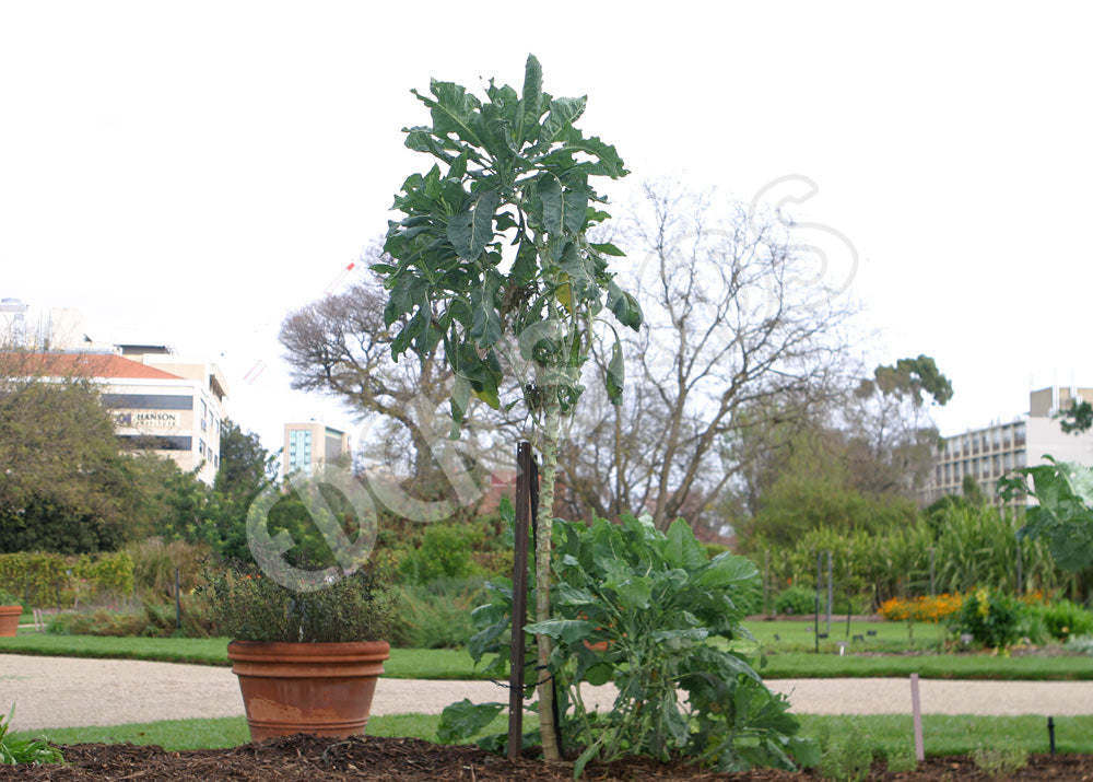 Cabbage Walking Stick Seeds