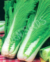 Cabbage Chinese Wong Bok Seeds