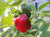 Capsicum Californian Wonder Seeds