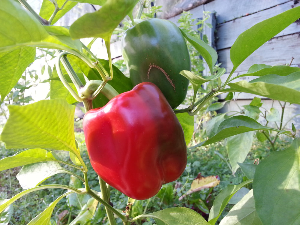 Capsicum Californian Wonder Seeds