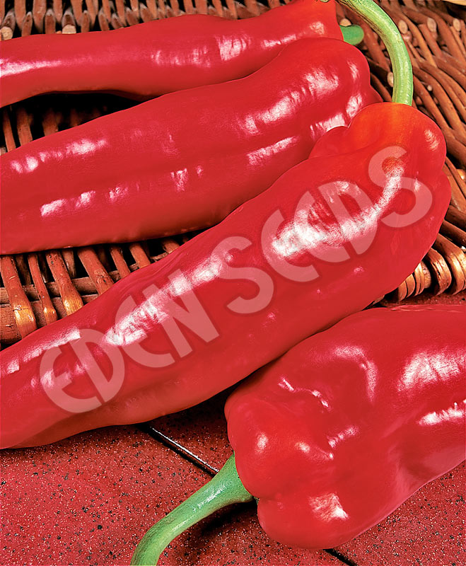 Capsicum Marconi Red Seeds