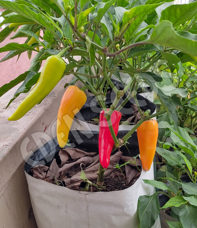 Capsicum Sweet Banana Seeds