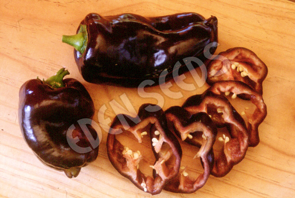 Capsicum Chocolate Seeds