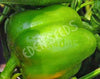 Capsicum Yolo Wonder Seeds