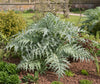 Cardoon White Giant Seeds