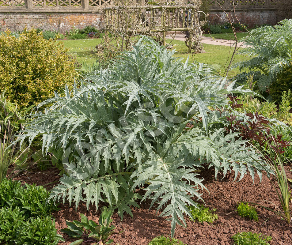 Cardoon White Giant Seeds