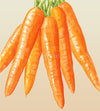 Carrot All Seasons Seeds