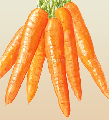 Carrot All Seasons Seeds