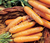 Carrot Baby Amsterdam Seeds