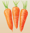 Carrot Chantenay Red Cored Seeds