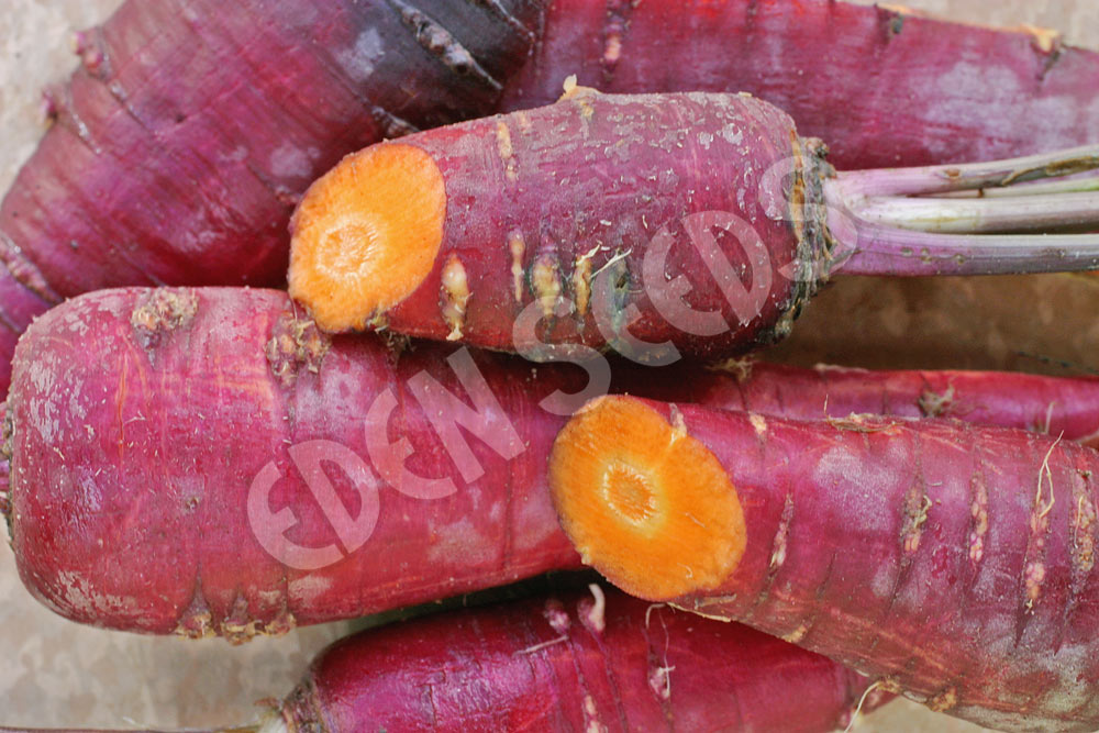 Carrot Purple Dragon Seeds