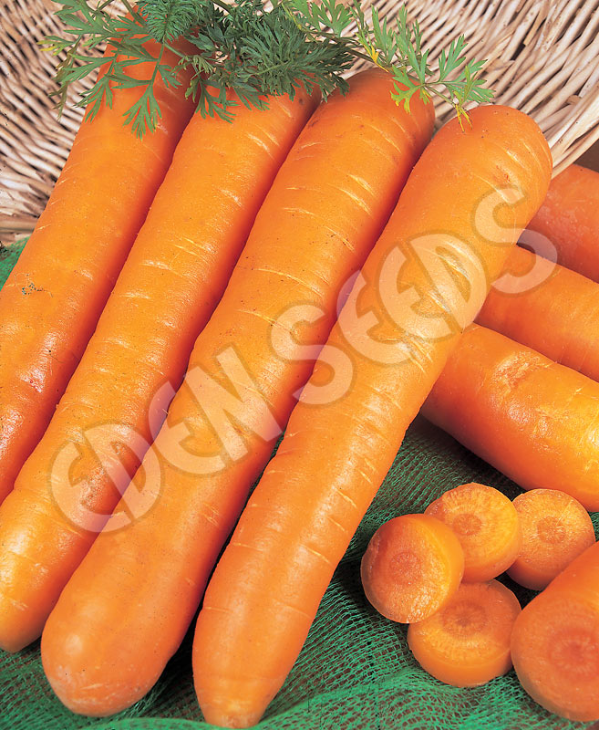 Carrot Nantes Seeds