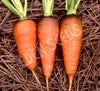 Carrot Royal Chantenay Seeds