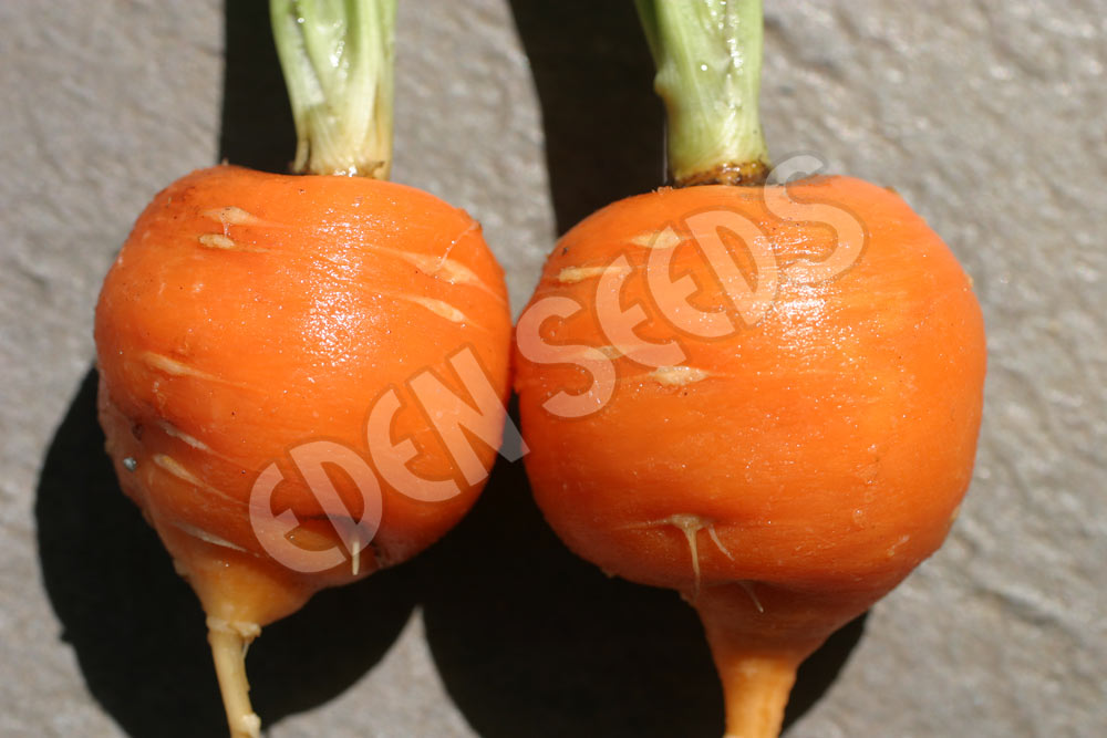 Carrot Thumbelina Seeds