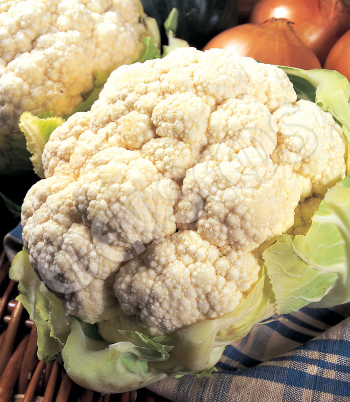 Cauliflower All Year Round Seeds