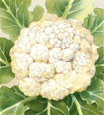 Cauliflower Snowball Seeds