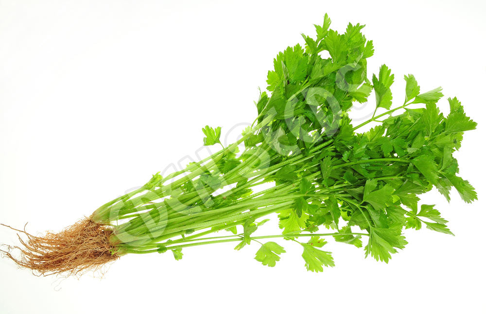 Celery Chinese Seeds