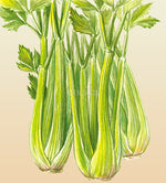 Celery Tall Utah Seeds
