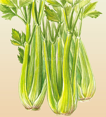 Celery Tall Utah Seeds