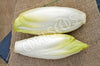 Chicory Witloof Seeds