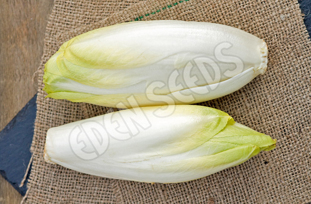 Chicory Witloof Seeds