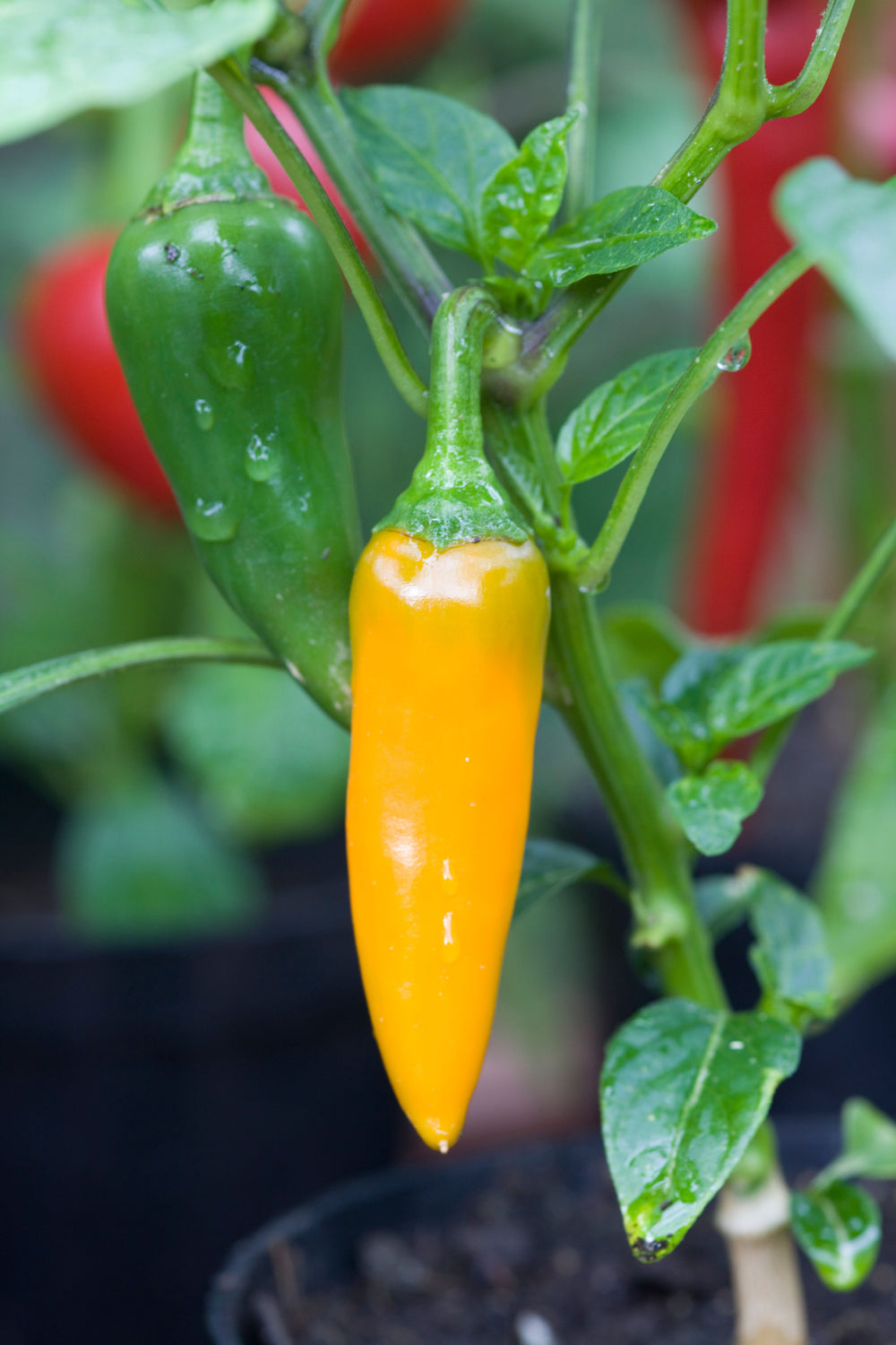 Chilli Bulgarian Carrot Seeds