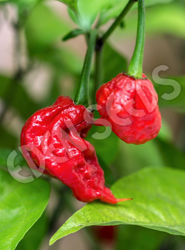 Chilli Carolina Reaper Seeds