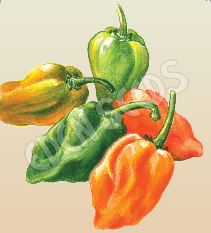 Chilli Habanero Mixed Seeds