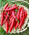 Chilli Long Red Cayenne Seeds