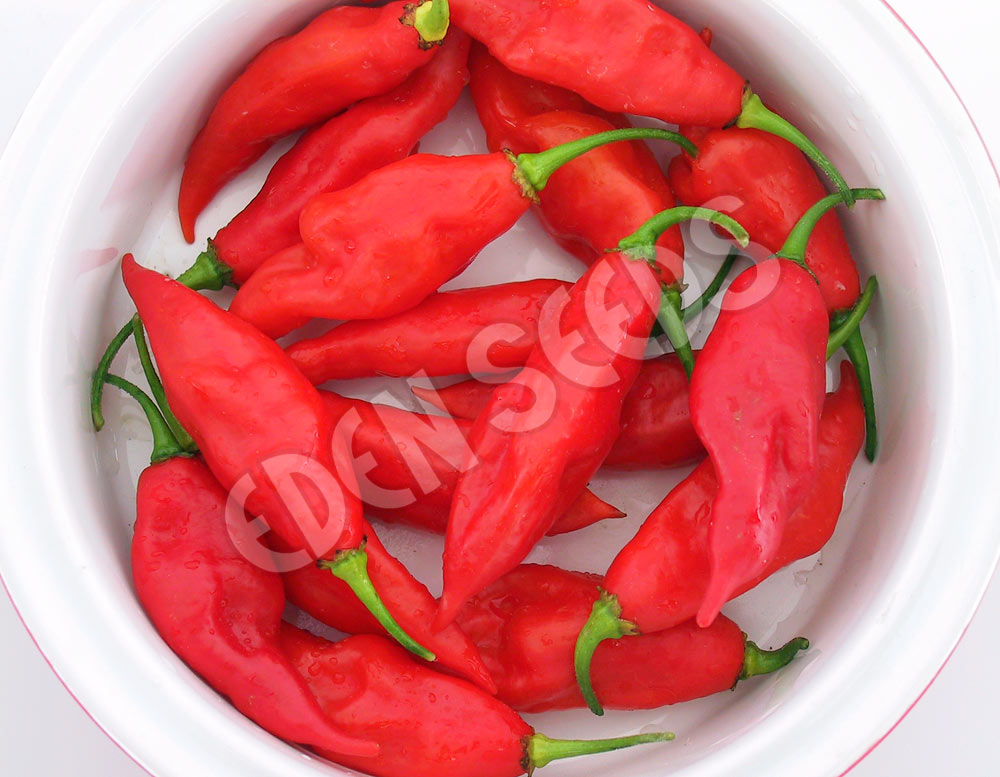Chilli Habanero Red Seeds