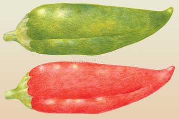 Chilli Paprika Seeds