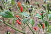 Chilli Pequin Seeds