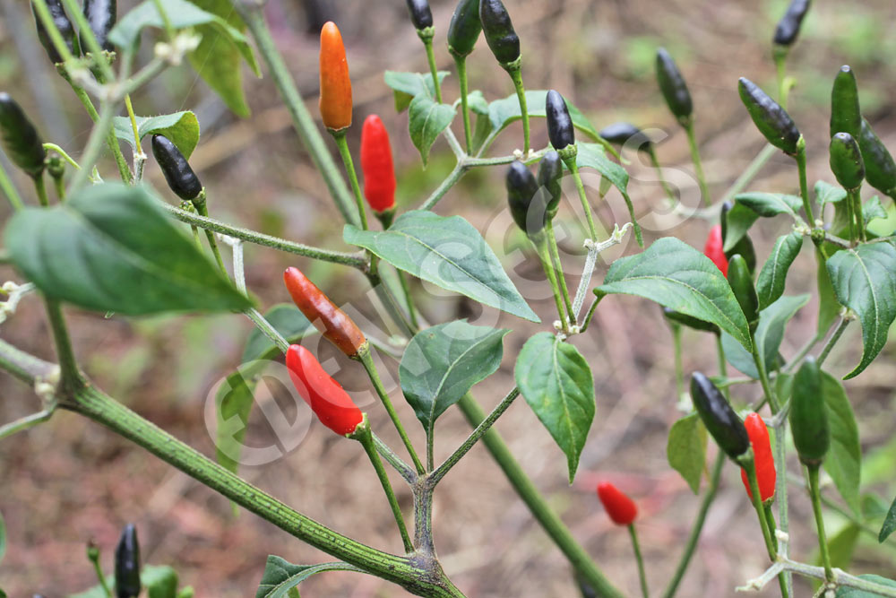 Chilli Pequin Seeds