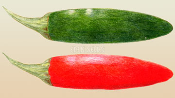 Chilli Serrano Seeds